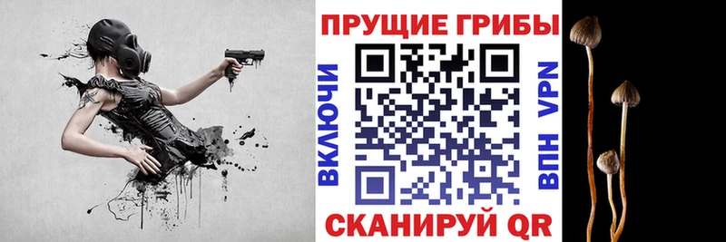 где купить наркоту  Жиздра  Галлюциногенные грибы мухоморы 